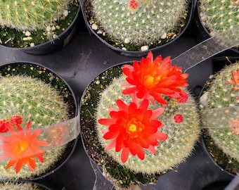 Medium Cactus Plant. Scarlet Crown or Notocactus Haselbergii. A lovely cactus that produces amazing blooms.