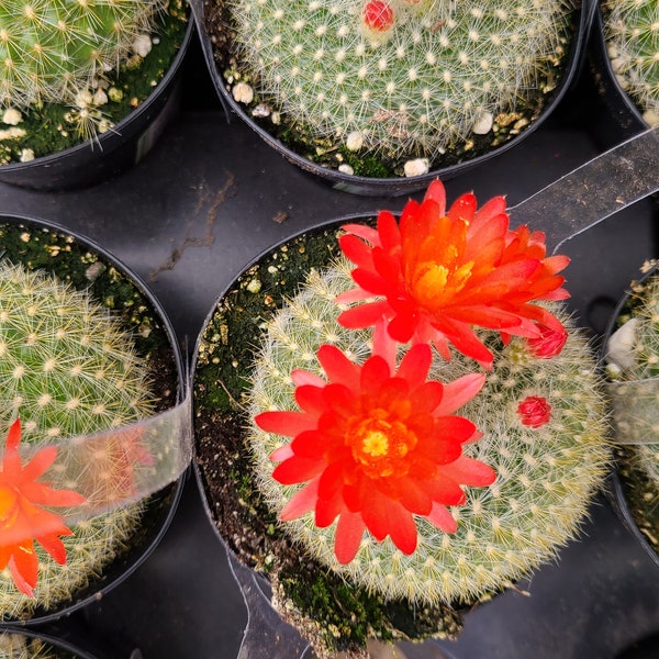 Medium Cactus Plant. Scarlet Crown or Notocactus Haselbergii. A lovely cactus that produces amazing blooms.