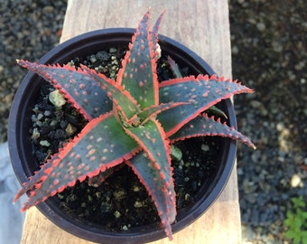 Succulent Plant Medium Aloe Christmas Sleigh. Beautiful aloe. Light green and white aloe with pink/orange covering its leaves.