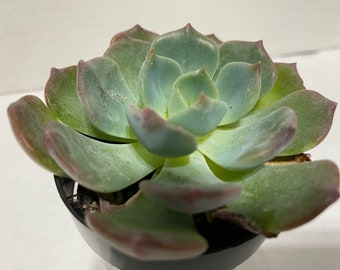 Small Succulent Plant Echeveria Blue Topaz. A beautiful, blue toned rosette.