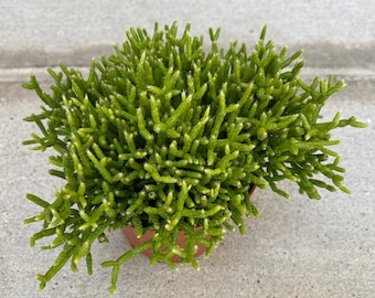 Succulent Plant Medium Rhipsalis Cereuscula. An emerald green, bushy plant that is perfect as a filler for any dish garden.