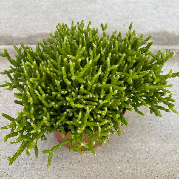 Succulent Plant Medium Rhipsalis Cereuscula. An emerald green, bushy plant that is perfect as a filler for any dish garden.