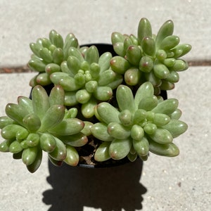 Medium Succulent Plant Sedum Aurora image 2