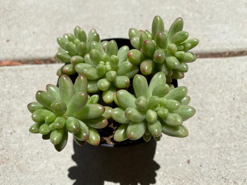 Medium Succulent Plant Sedum Aurora image 2