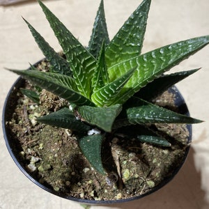 Medium Succulent Plant Haworthia Limifolia Marloth. A deep green Haworthia with numerous white ridges. afbeelding 1