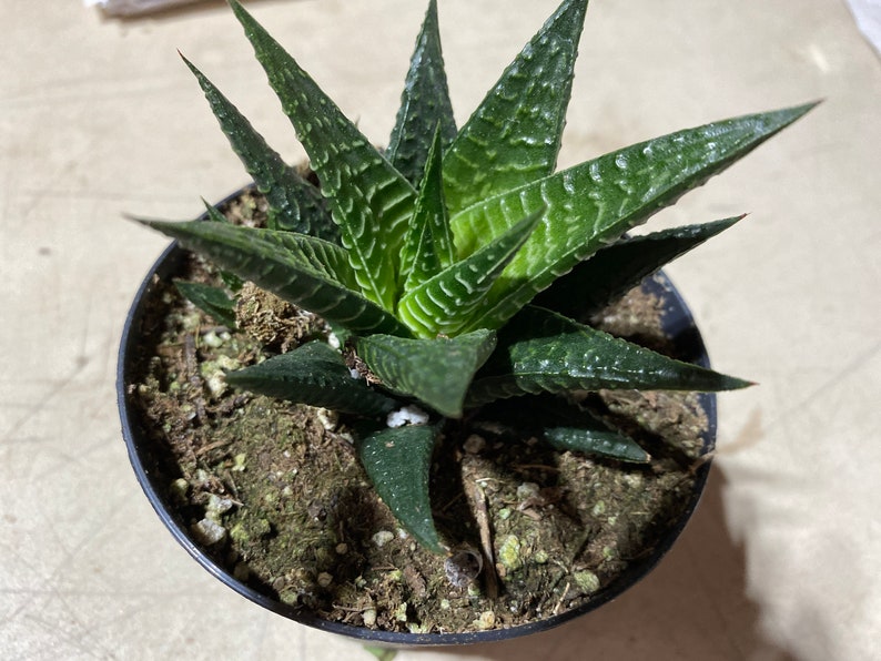 Medium Succulent Plant Haworthia Limifolia Marloth. A deep green Haworthia with numerous white ridges. afbeelding 1