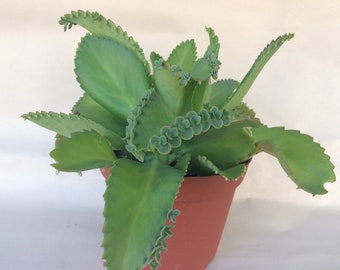 Succulent Plant Medium Mother of Thousands. A great succulent plant!