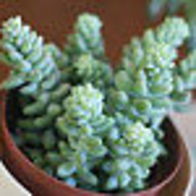 Burro Tail Mature Succulent Plant Great for a hanging basket