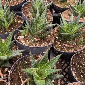 Medium Succulent Plant Haworthia Limifolia Marloth. A deep green Haworthia with numerous white ridges. image 3