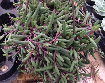 Mature Succulent Plant Little Pickles 'Ruby Necklace'. A beautifully colored, trailing succulent