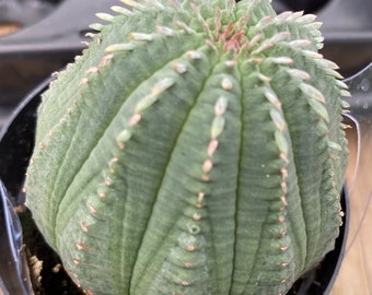 Succulent Plant Medium Euphorbia Obessa Hybrid. Also known as the Basketball or Baseball Plant.