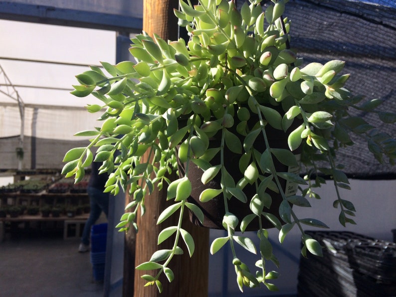Mature Succulent Plant Cotyledon Pendend is a beautifully colored plant.