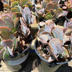 Succulent Plant Large Kalanchoe 'Aurora Borealis'. Very colorful like the true Aurora Borealis in the night sky. image 6