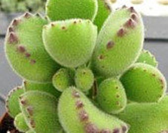 Medium Succulent Plant Bear's Paw Succulent. Fuzzy green paws tipped in red.