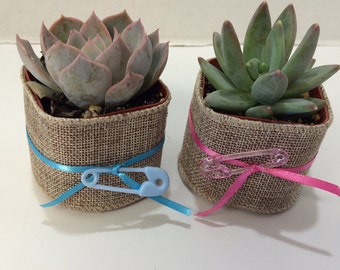 Succulent Plants - 50 Assorted Baby Shower, Succulent Plants with Burlap, Ribbon and Diaper Pin.