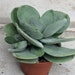 see more listings in the Medium Plants section