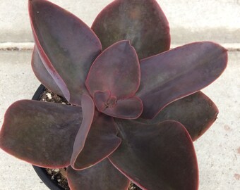 Succulent Plant -Mature 'Hortencia' Hybrid. The deep, rich burgundy coloring is exquisite.