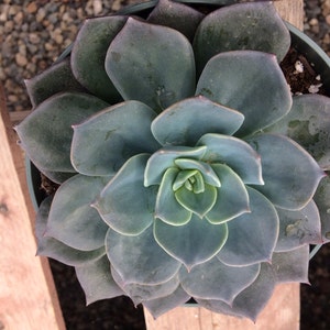 Mature Succulent Plant Echeveria Princess Blue. A truly gorgeous, uniquely colored rosette. image 1