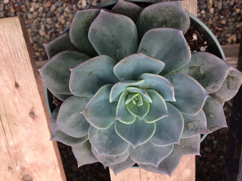 Mature Succulent Plant Echeveria Princess Blue. A truly gorgeous, uniquely colored rosette. image 1