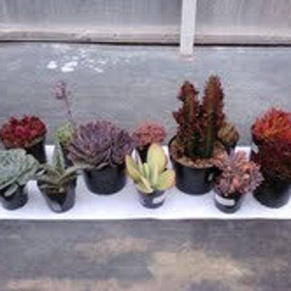 Succulent Plant -Presold order for Jenn Zafros