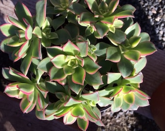 Succulent Plant -Mature size Aeonium 'Kiwi' Beautiful pale yellow and green leaves with pink edges