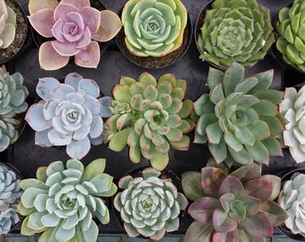 Wedding Favors, Succulent Plants - A Variety Of 30 Wonderful Succulents For Terrariums, Centerpieces, Boutonnieres and More