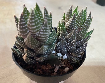 Small Succulent Plant African Pearls or Haworthia Reinwardtii