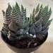 see more listings in the Small Plants section