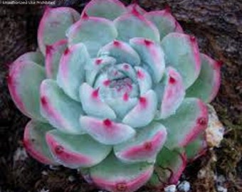 Medium Succulent Plant Echeveria Tippy