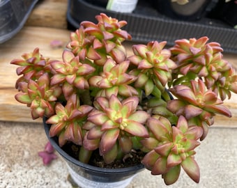 Medium Succulent Plant Sedum Adolphi 'Shooting Star'. A beautifully colored, star shaped succulent.