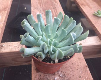 Medium Succulent Plant  Medium Echeveria Topsy Turvy