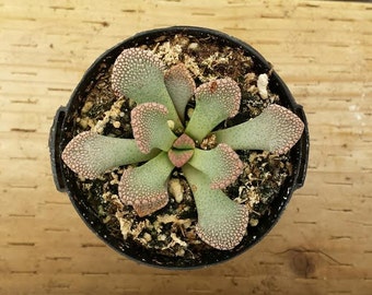 Small Succulent Plant Titanopsis Calcareum.  Its paddle shaped leaves are unique.