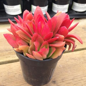 Medium Succulent Plant Campfire Plant image 1