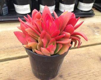 Medium Succulent Plant Campfire Plant