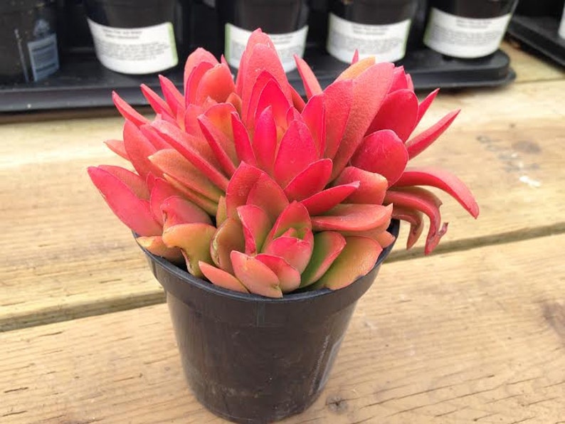 Medium Succulent Plant Campfire Plant image 1