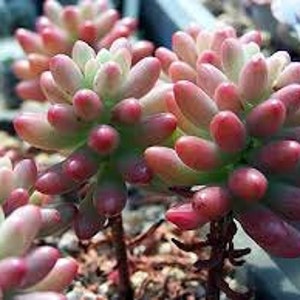 Medium Succulent Plant Sedum Aurora image 1