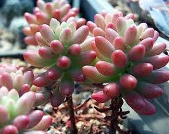 Medium Succulent Plant -Sedum Aurora