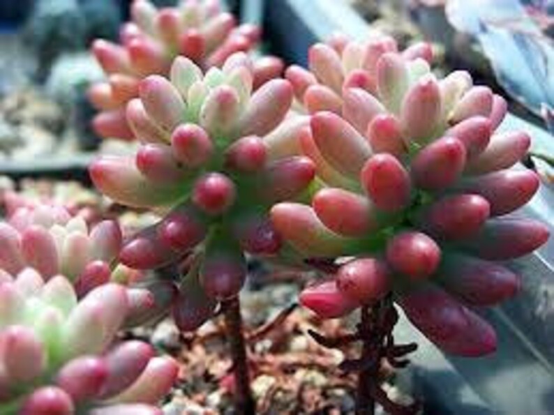 Medium Succulent Plant Sedum Aurora image 1