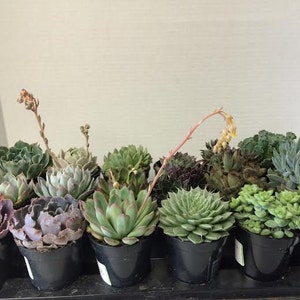 Succulent Plants A Variety Of 18 Medium Size Succulents For Garden, Wedding, Favors, Centerpieces, Boutonnieres and More immagine 5