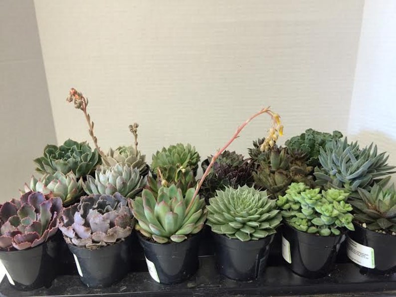 Succulent Plants A Variety Of 18 Medium Size Succulents For Garden, Wedding, Favors, Centerpieces, Boutonnieres and More immagine 5