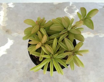 Medium Succulent Plant Peperomia Dolabriformis. A beautiful chunky, yellow/lime green succulent.