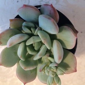 Small Succulent Plant Graptoveria 'Moonglow' image 5