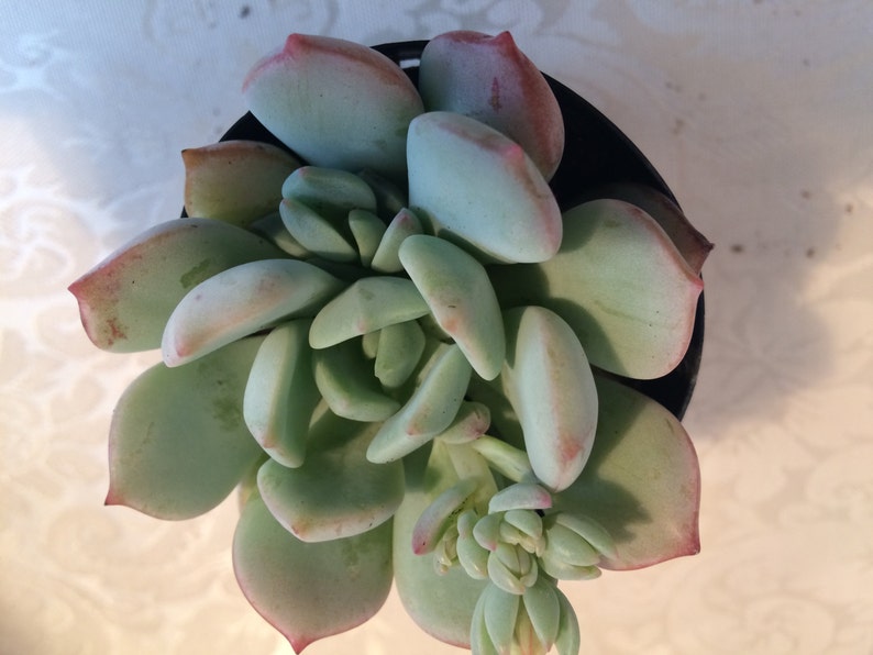 Small Succulent Plant Graptoveria 'Moonglow' image 5