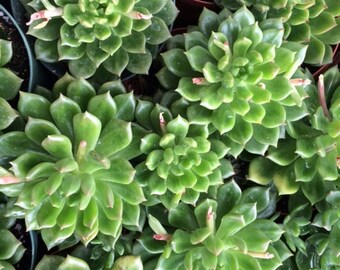 Medium Succulent Plant - Echeveria Sleepy Rich Green Rosette