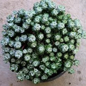 Medium Succulent Plant - Sedum Capo Blanco