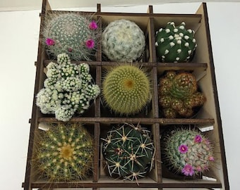 Cactus Plant - Shadow Box Nine Cacti Planter Complete