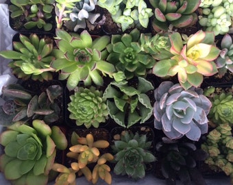 Succulent Plants 70 Plant Assortment