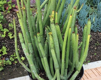 Cactus Plant Mature Euphorbia Leucodendron. A grouping of tall, pencil-like, spineless stems.
