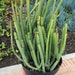 see more listings in the Cactus planten section