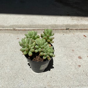 Medium Succulent Plant Sedum Aurora image 8